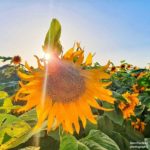 כוחו של גבעול - בלוג